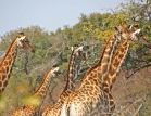 Afrika #01