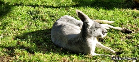 Zoološki vrt Beograd